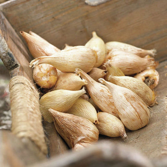 Freesia Double Blooming Mix Bulbs