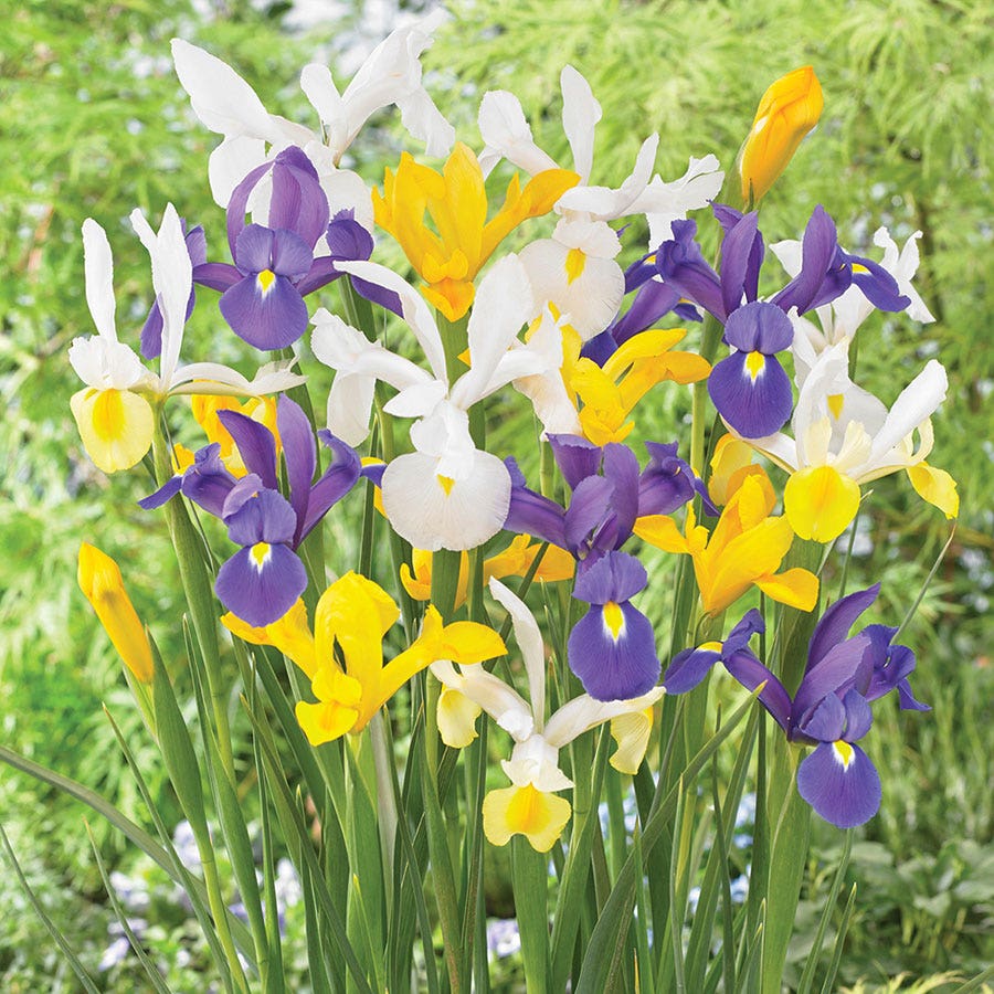 Dutch Iris Cut Flower Bulb Garden Blend