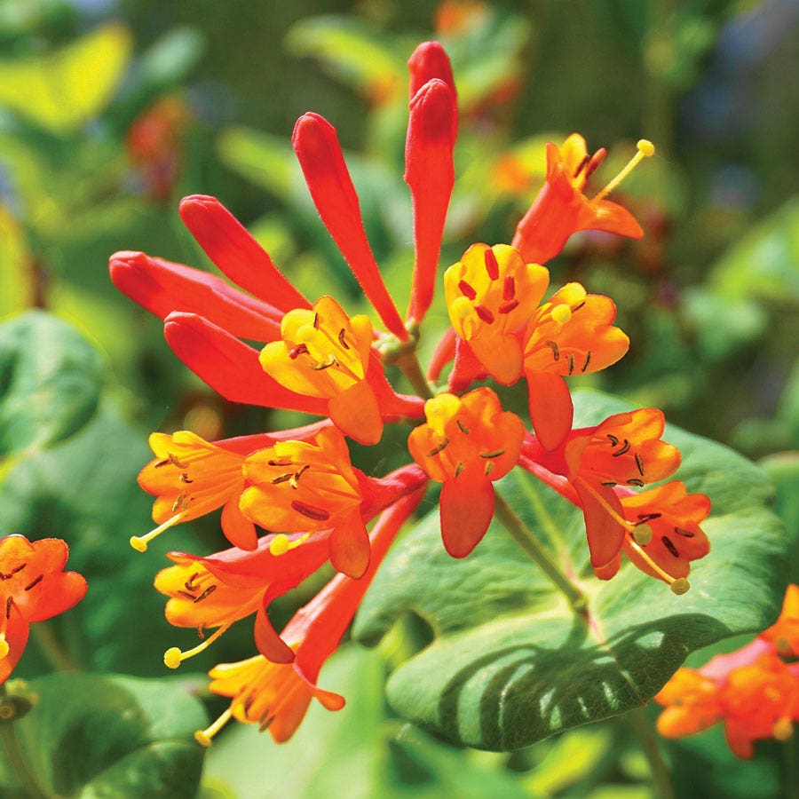Lonicera 'Mandarin' Honeysuckle