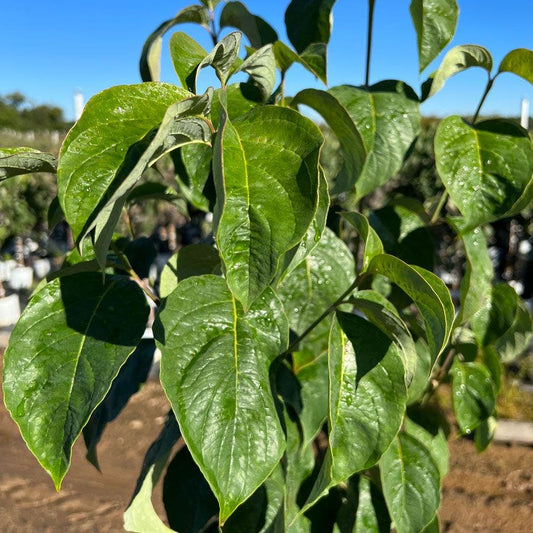 Cornus Spring Grove™ Dogwood