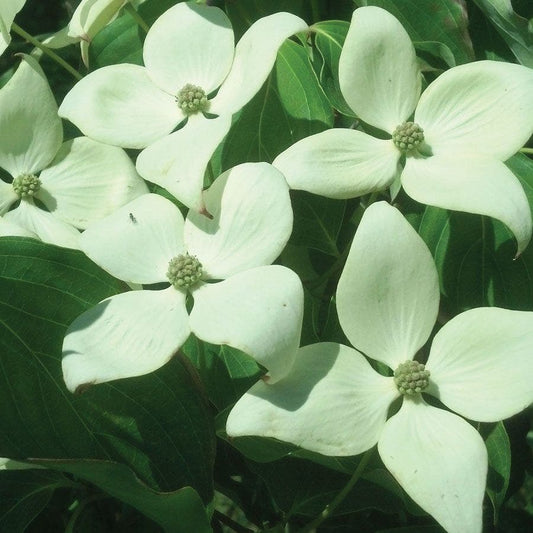 Cornus 'Greensleeves' Dogwood