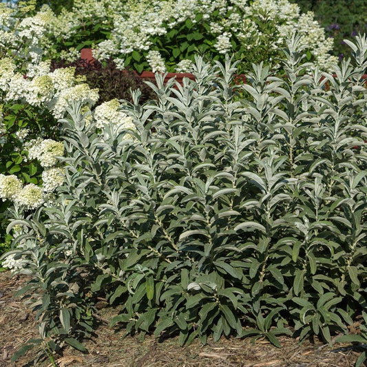 Salix Iceberg Alley® Sageleaf Willow