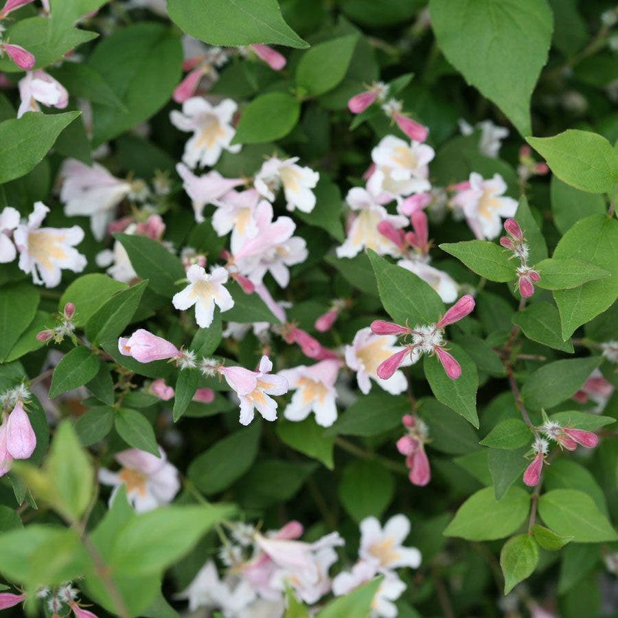 Kolkwitzia Jolene Jolene™ Beautybush