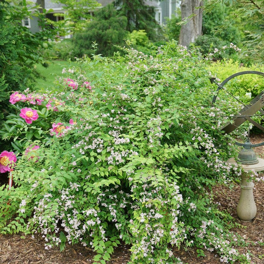 Kolkwitzia Jolene Jolene™ Beautybush