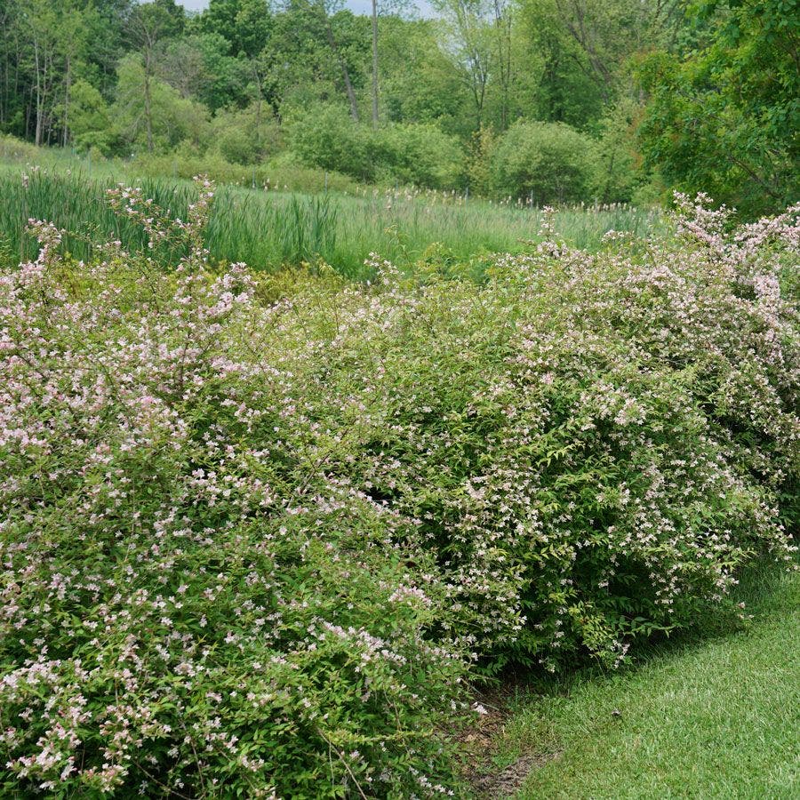 Kolkwitzia Jolene Jolene™ Beautybush