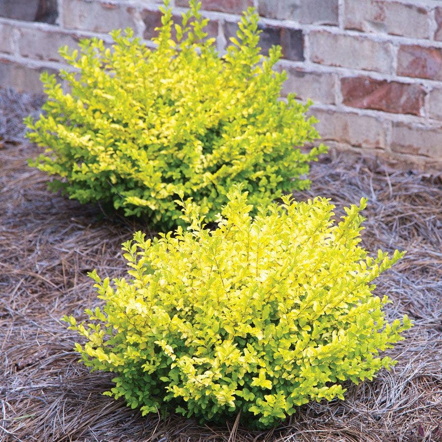 Ligustrum 'Sunshine' Privet