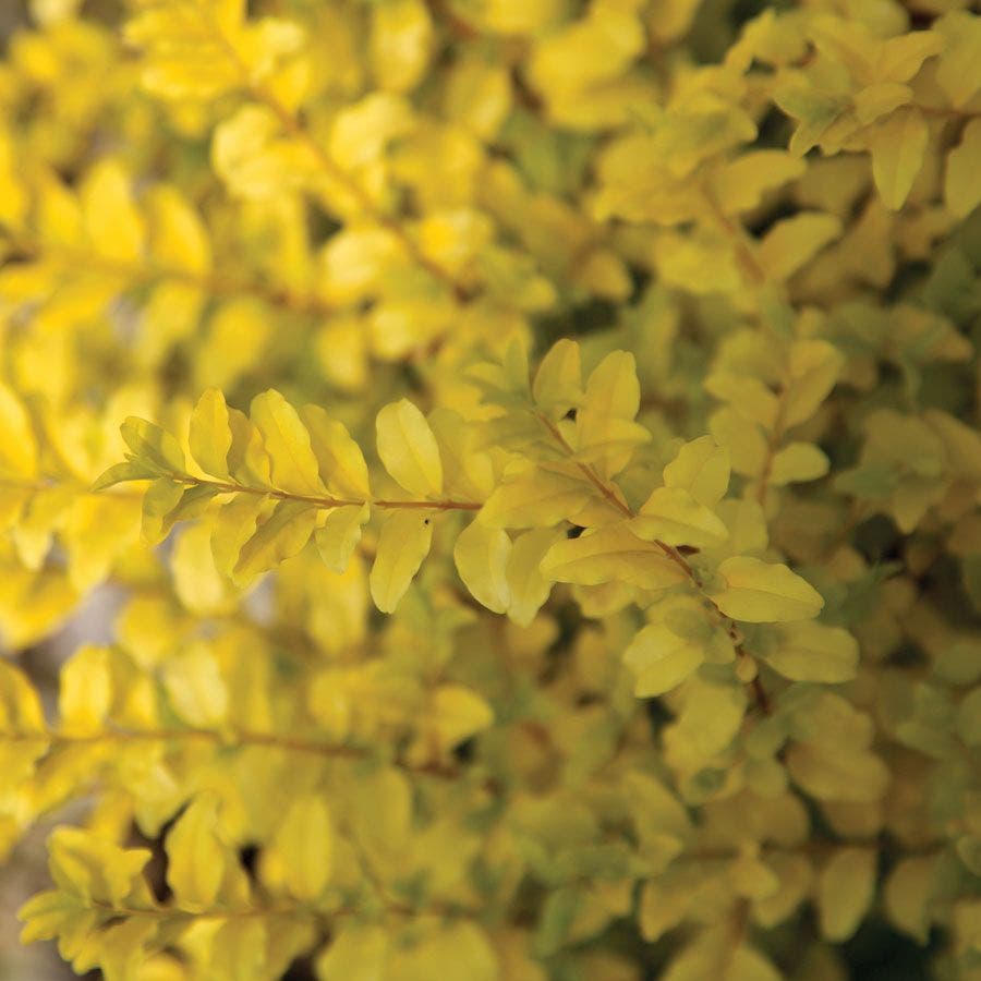 Ligustrum 'Sunshine' Privet