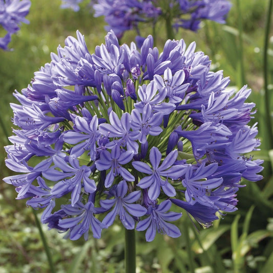 Agapanthus 'Valencia' Lily of the Nile