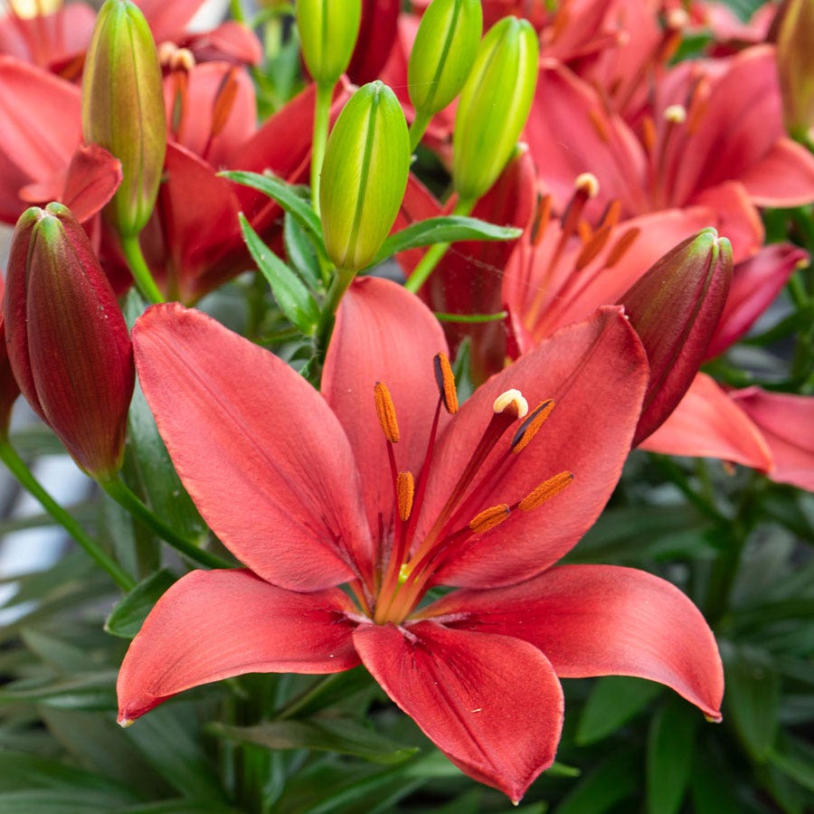 are asiatic lilies bulbs Lilium Trendy Havana® Asiatic Lily Bulbs