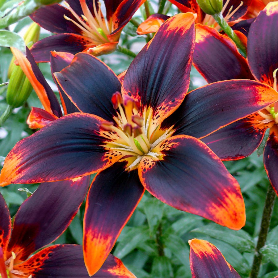 buy asiatic lilies Lilium 'Forever Susan' Asiatic Lily Bulbs
