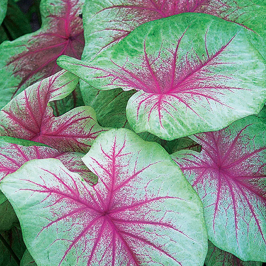 lavender mint julep plant Caladium 'Mint Julep' Bulbs – Wayside Gardens