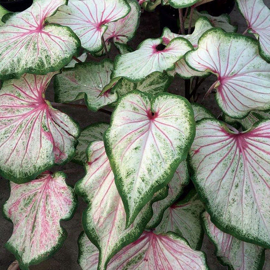 Caladium 'Mint Julep' Bulbs