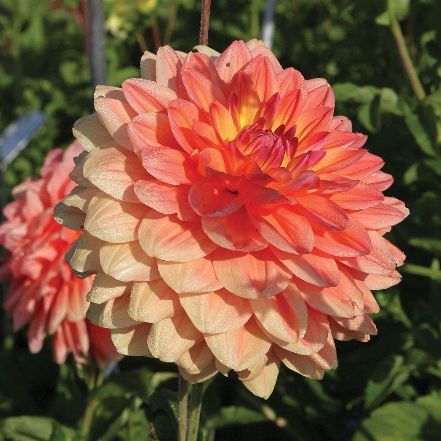 Dahlia 'Ace Summer Sunset' Bulb