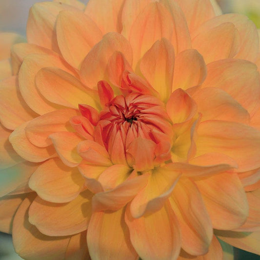 Dahlia 'Ace Summer Sunset' Bulb