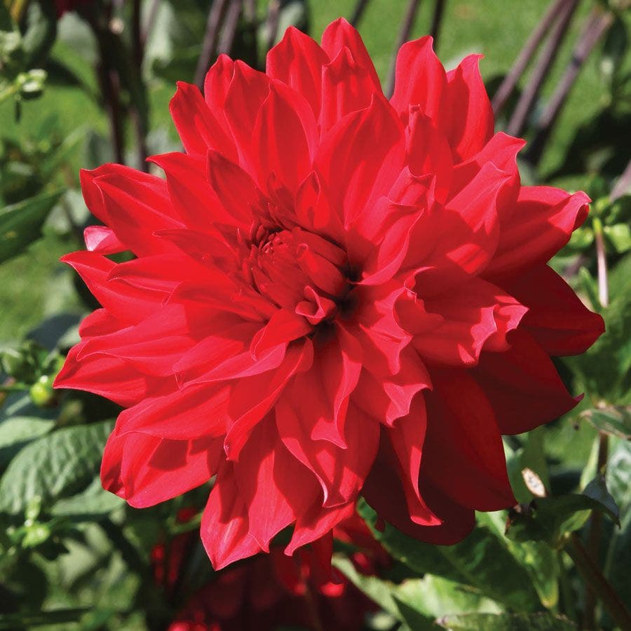 Dahlia 'Barbarossa' Bulb