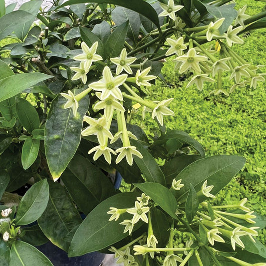 Cestrum Night Blooming Jasmine