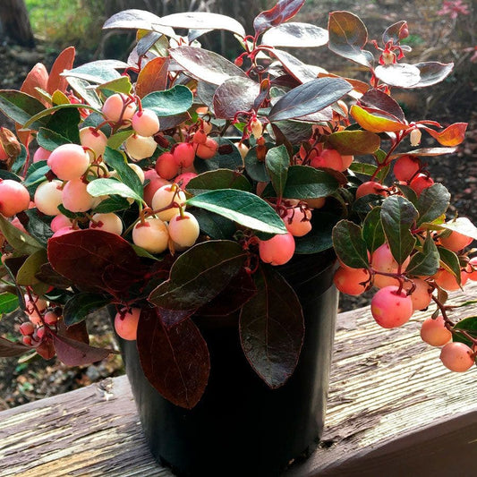 Gaultheria Winter Fiesta™ Wintergreen