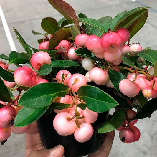 Gaultheria Winter Fiesta™ Wintergreen