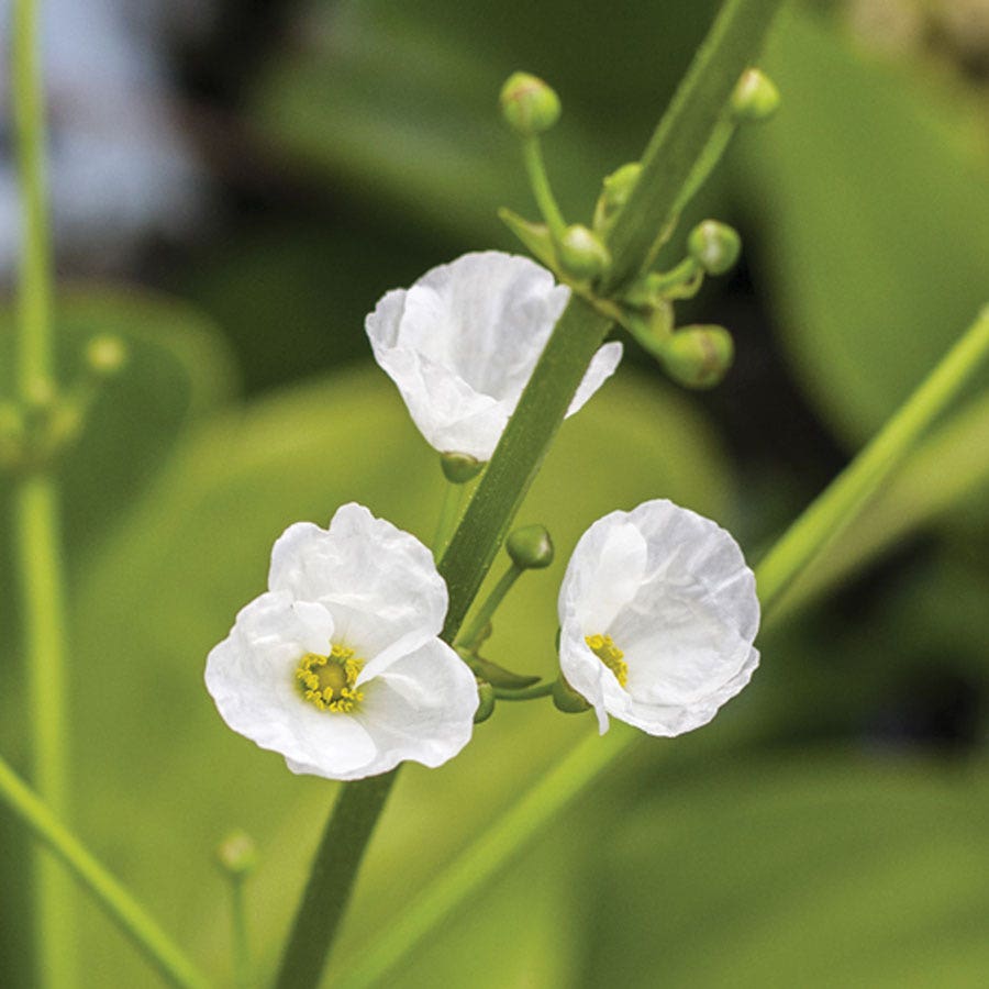 skeleton lily flower Diphylleia Skeleton Flower – Wayside Gardens