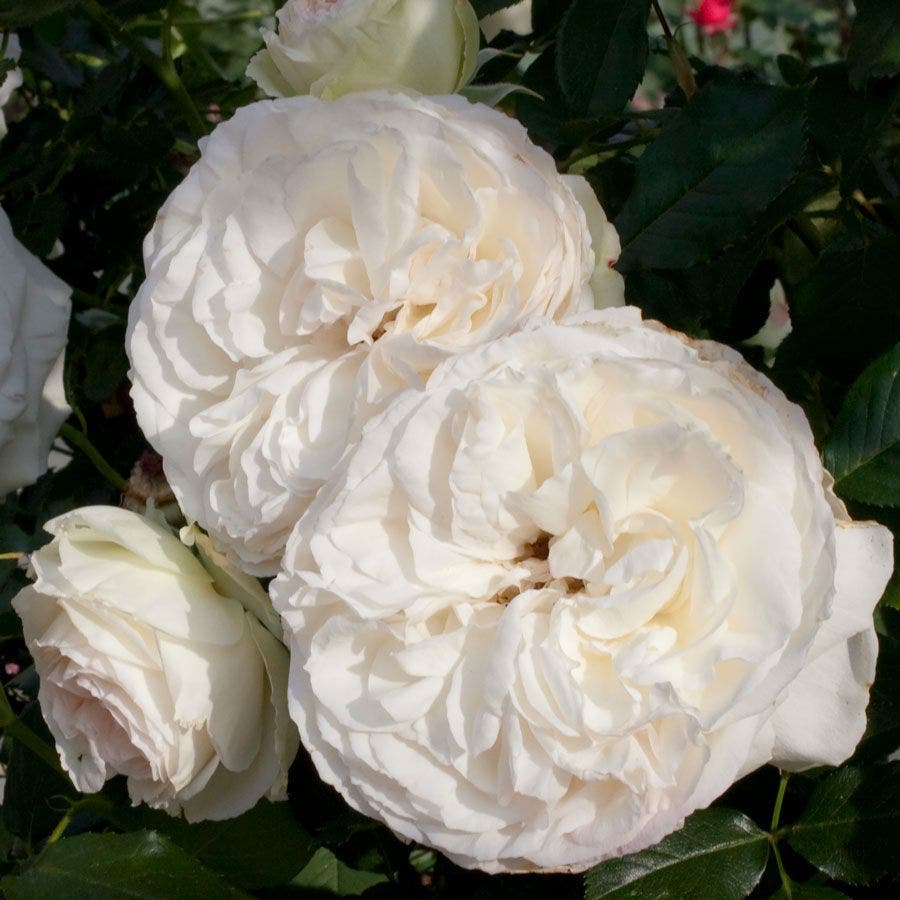 Rosa Eden Climber® White