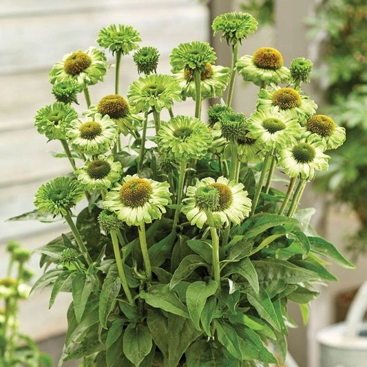 Echinacea SunSeekers® Apple Green Coneflower