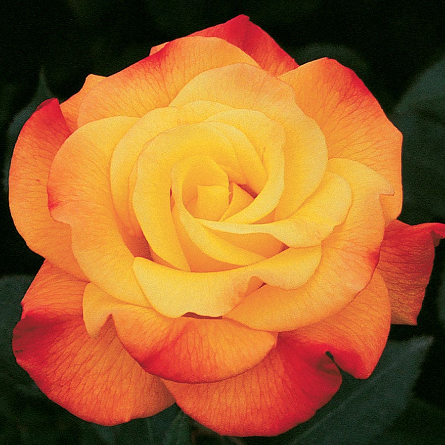 Rosa Multicolor 36-Inch Tree