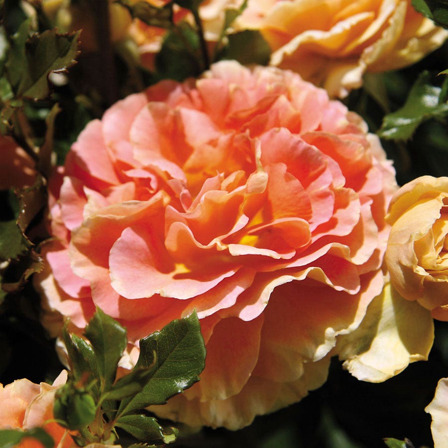Rosa Multicolor 24-Inch Patio Tree
