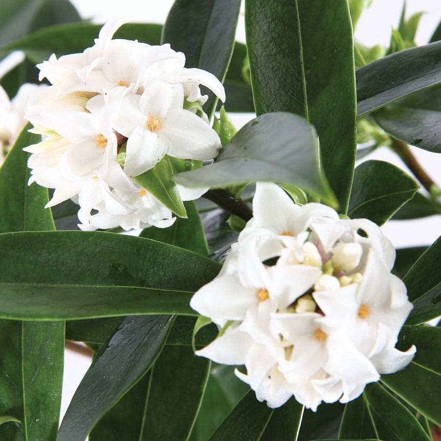 Daphne Perfume Princess™ White