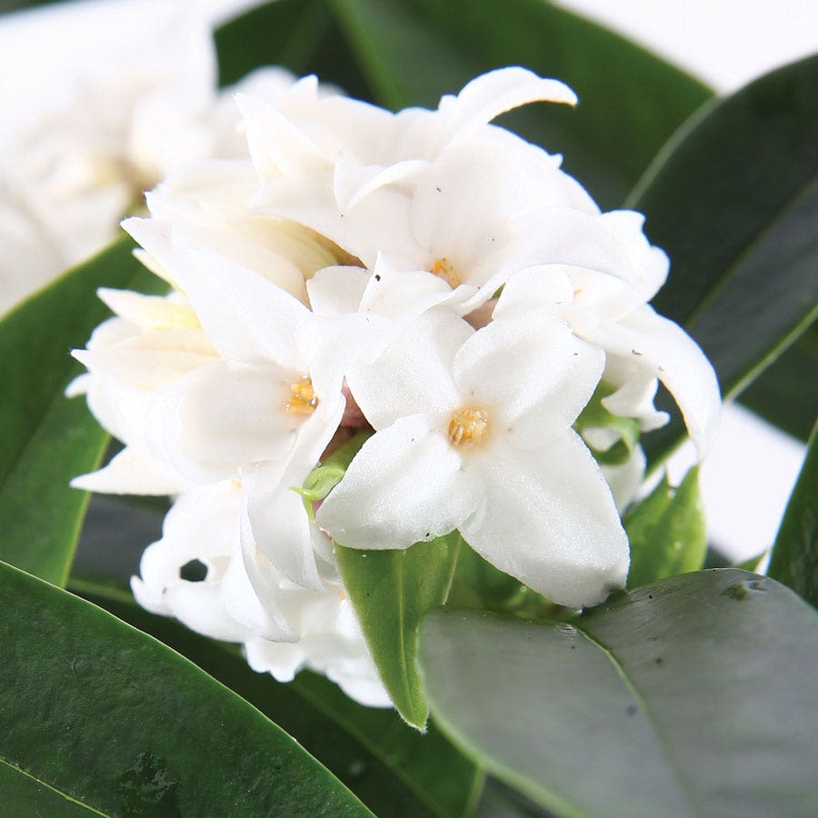 Daphne Perfume Princess™ White