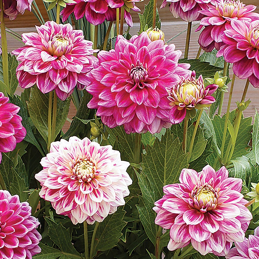 Dahlia 'Go Go Two Tone' Dahlia Bulbs