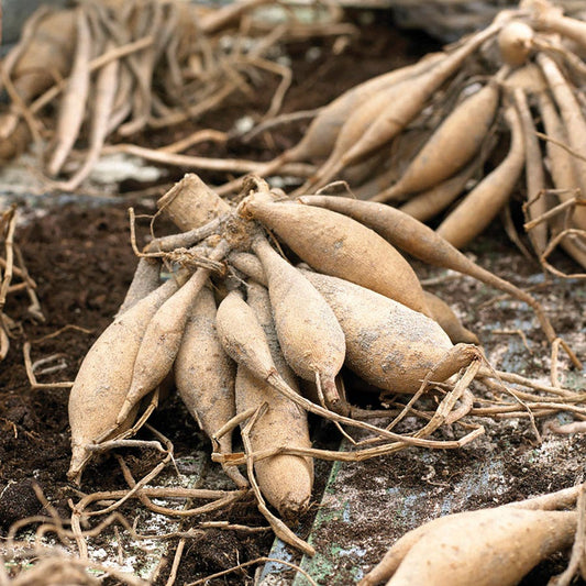 Dahlia Pretty In Pink Blend Bulbs