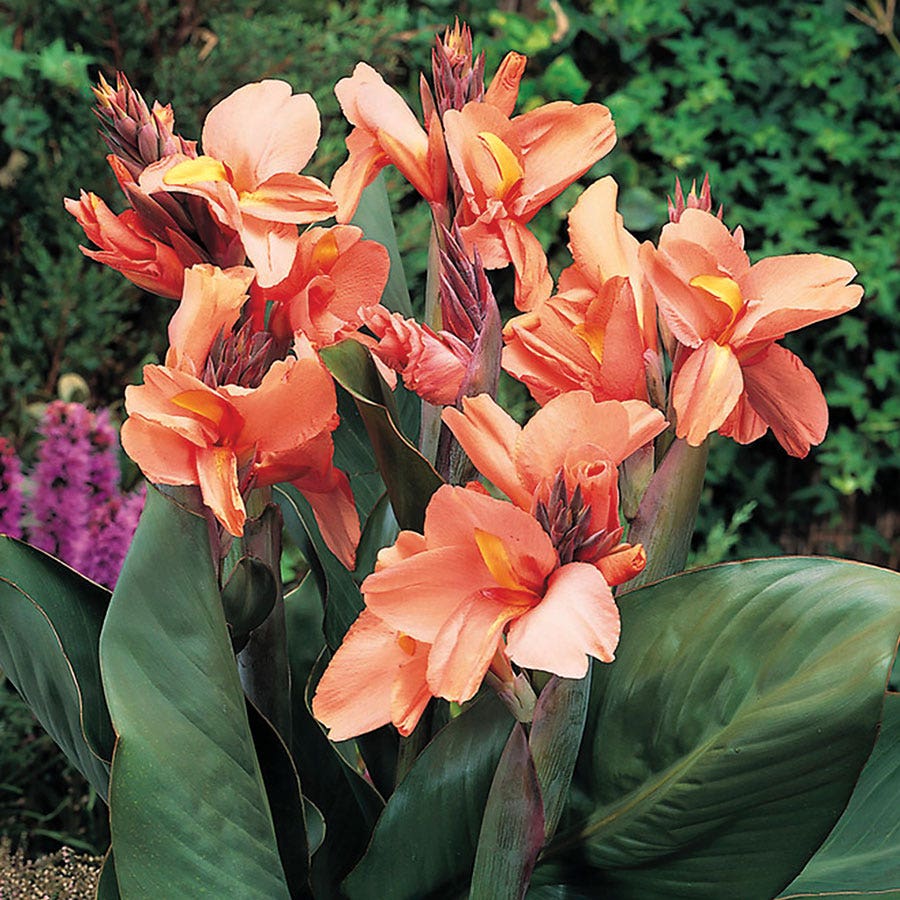 canna lily flower colors Tropical Sunrise Canna Lily Bulbs
