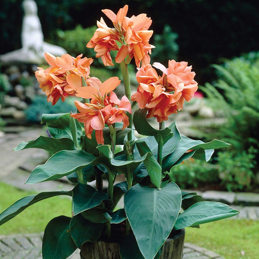 Tropical Sunrise Canna Lily Bulbs