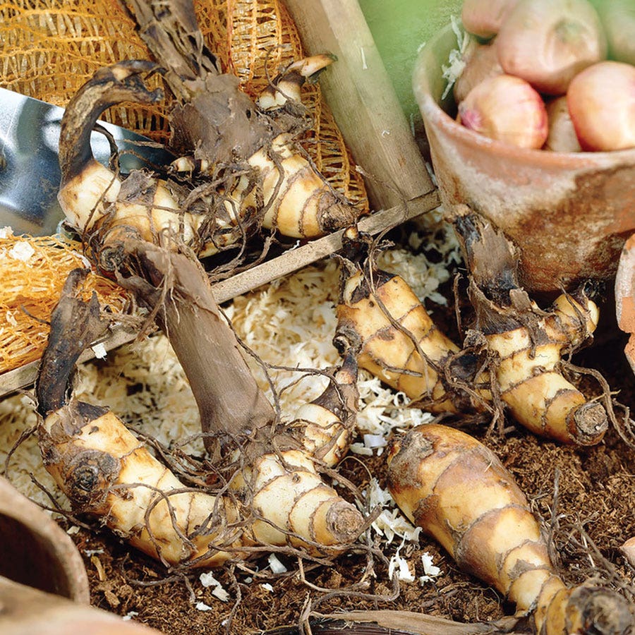 Tropical Sunrise Canna Lily Bulbs