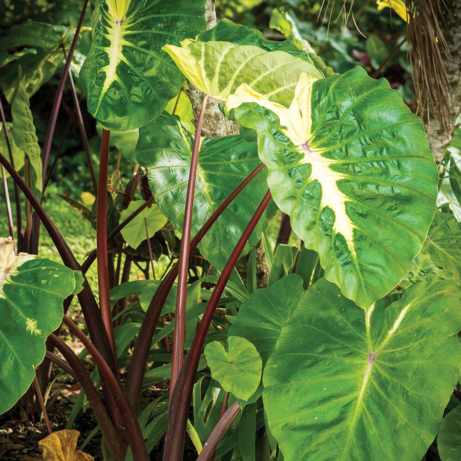 daylily nursery elephant ear plant bulbs Colocasia Royal Hawaiian® 'White Lava' Elephant Ear Bulb