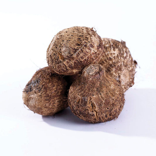 Colocasia Royal Hawaiian® 'White Lava' Elephant Ear Bulb