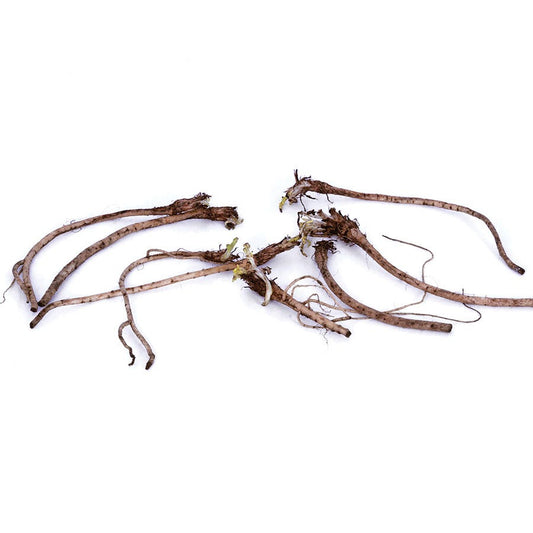 Papaver Red Poppies Bulbs