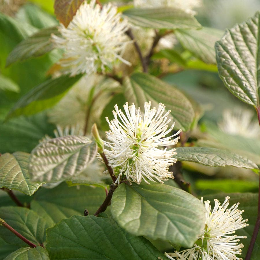Fothergilla Legend Of The Fall® Bottlebrush