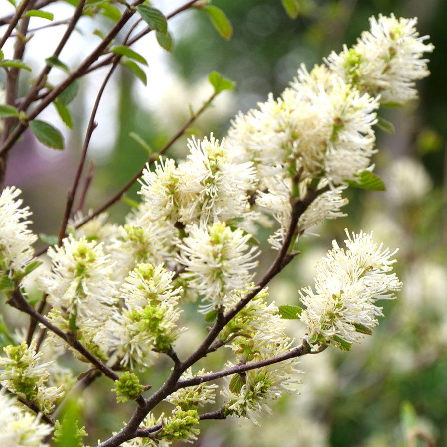 Fothergilla Legend Of The Fall® Bottlebrush