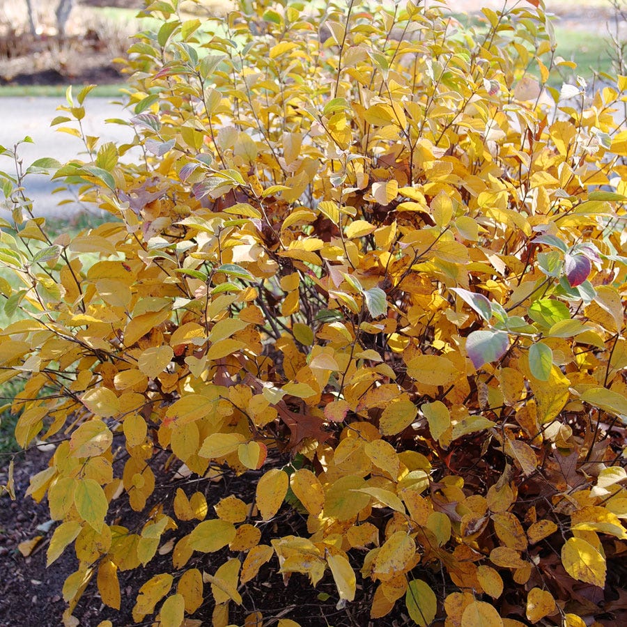 Fothergilla Legend Of The Fall® Bottlebrush