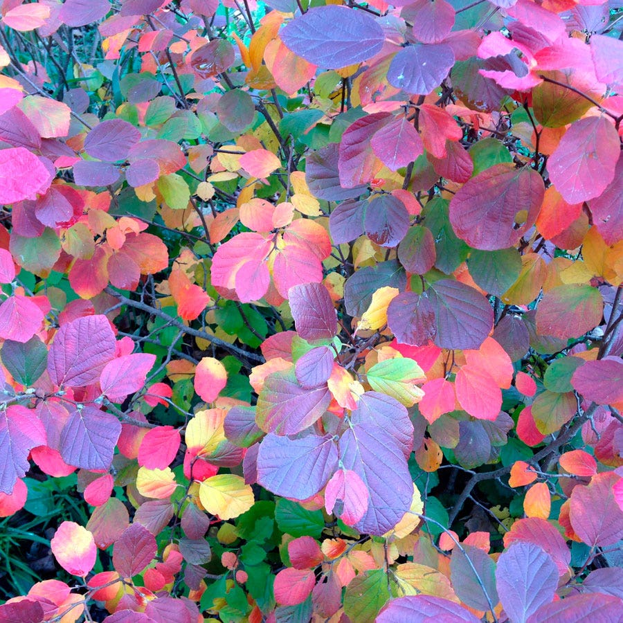 Fothergilla Legend Of The Fall® Bottlebrush