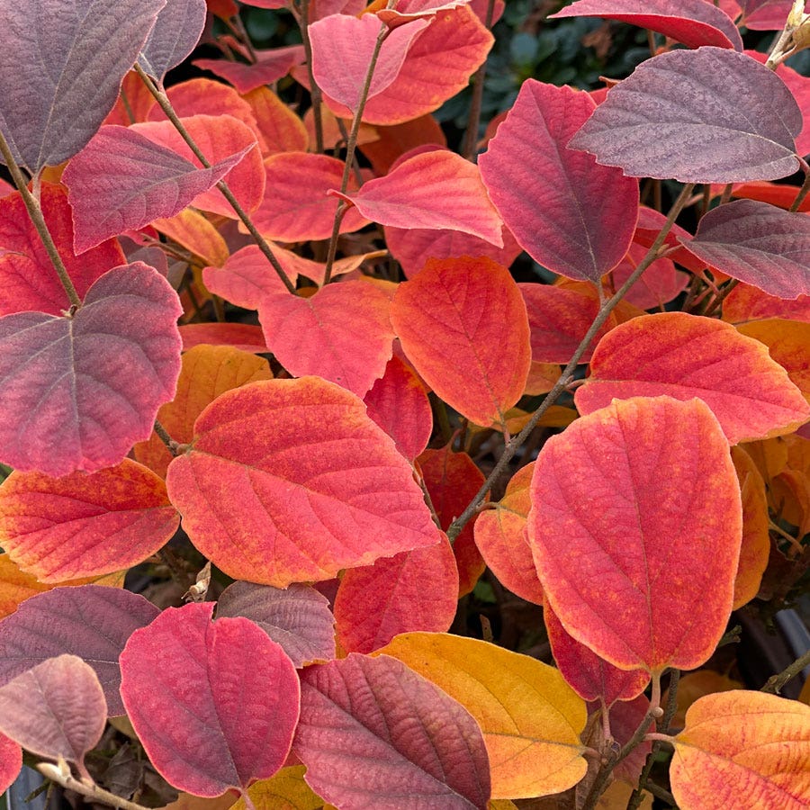 Fothergilla Legend Of The Fall® Bottlebrush