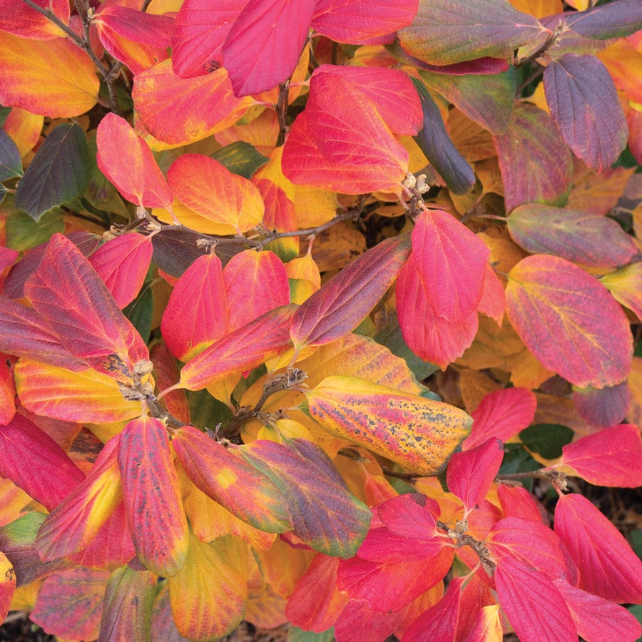 Fothergilla Legend Of The Fall® Bottlebrush