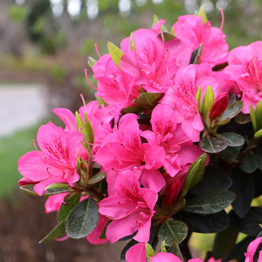 Rhododendron Perfecto Mundo® Double Dark Pink Azalea