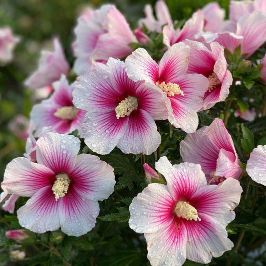 Hibiscus Paraplu Pink Ink® Rose of Sharon
