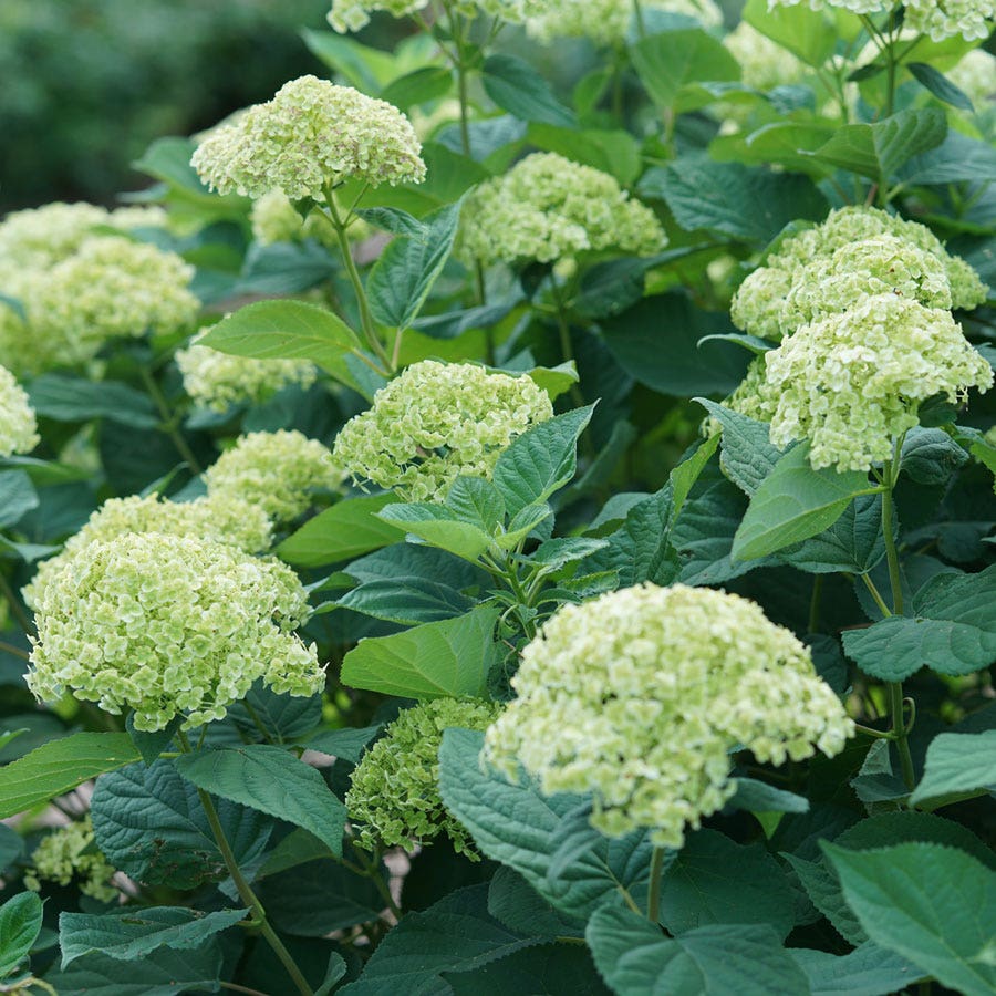 Hydrangea Invincibelle Sublime™