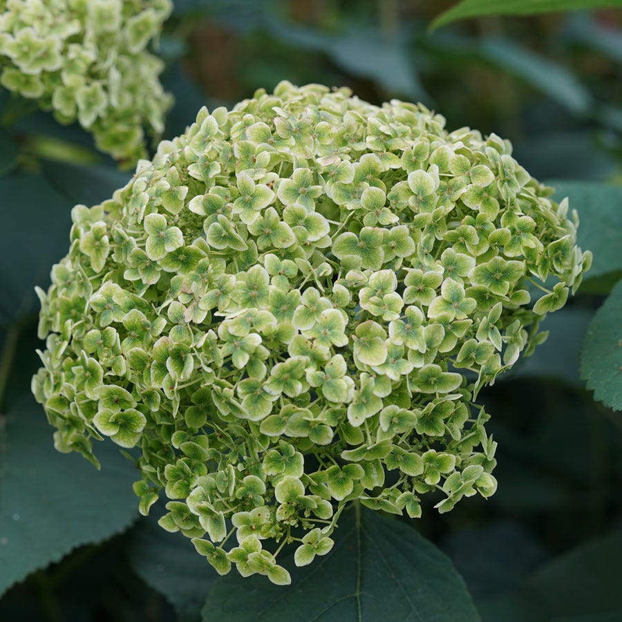 Hydrangea Invincibelle Sublime™