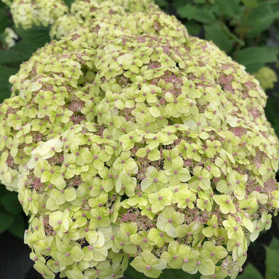 Hydrangea Invincibelle Sublime™
