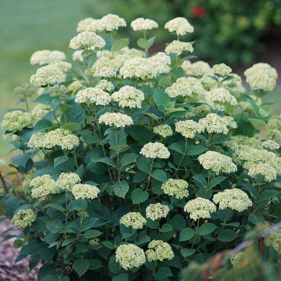 Hydrangea Invincibelle Sublime™