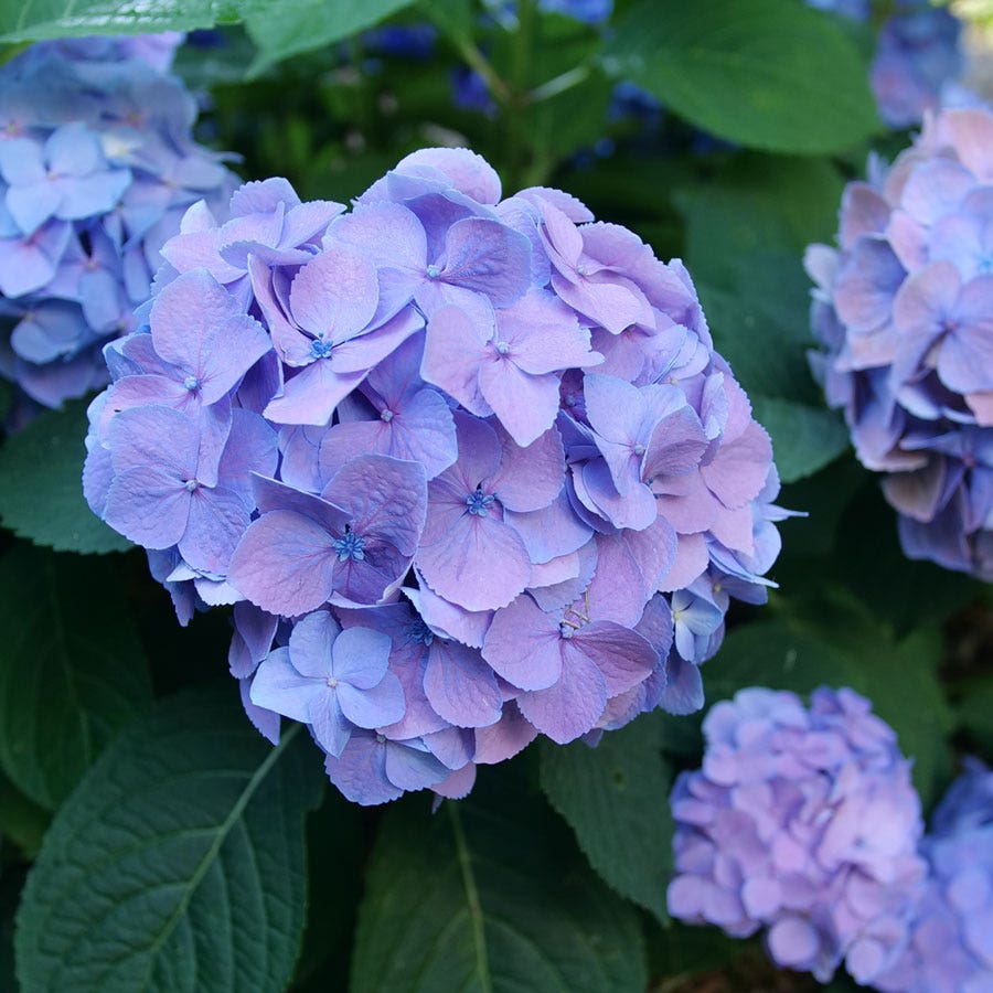 Hydrangea Let's Dance Sky View®